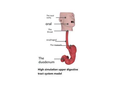 Mô hình đào tạo tích hợp nội soi dạ dày