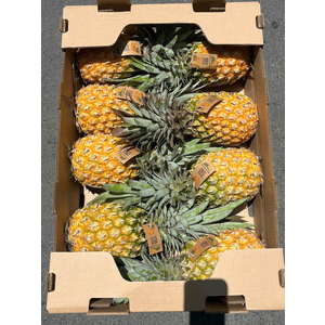 Dứa Khóm Queen canh tác hữu cơ