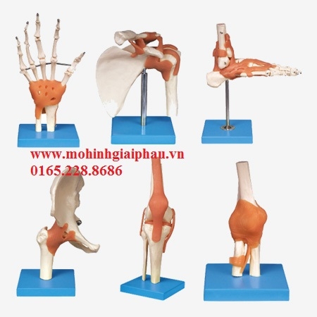 Mô hình các khớp vai,chân,tay,hông,gối,khủy tay