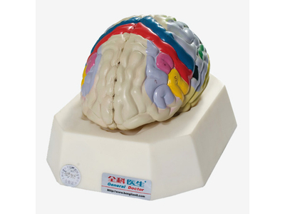 Mô hình chức năng vỏ não