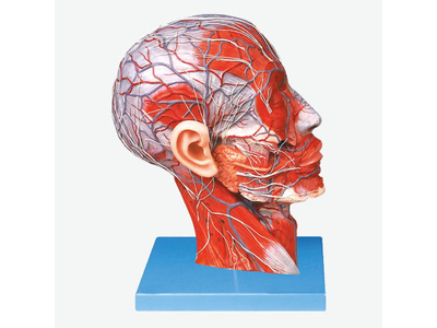 Mô hình mạch máu nửa đầu