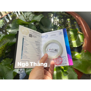 Nếp băng đến cận băng