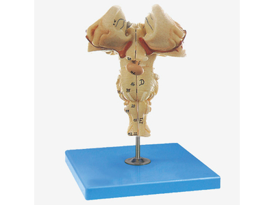 Mô hình thân não