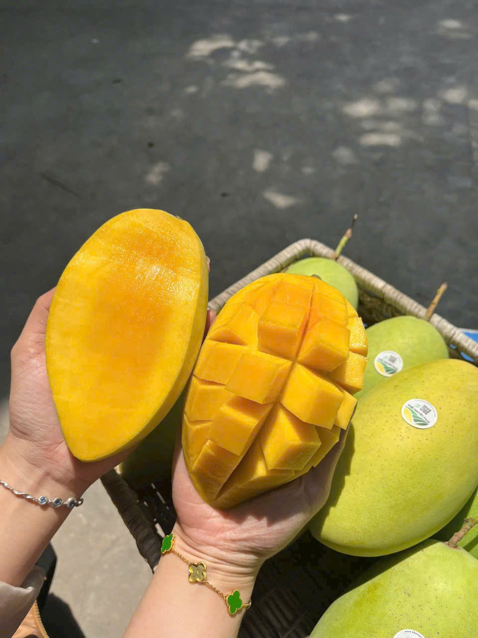 XOÀI CÁT HÒA LỘC Ủ CHÍN VIETGAP