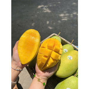 XOÀI CÁT HÒA LỘC Ủ CHÍN VIETGAP