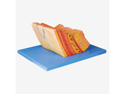 Mô hình thành dạ dày