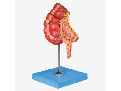 Mô hình manh tràng và ruột thừa