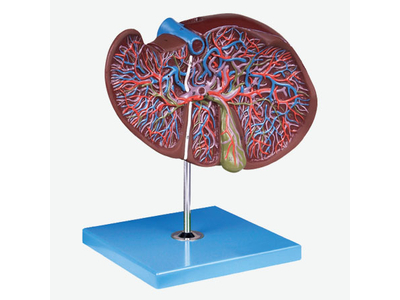 Mô hình gan và túi mật