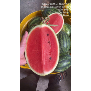 Dưa Hấu Sọc Mỹ Vietgap