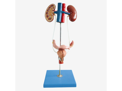 Mô hình cơ quan tiết niệu nữ