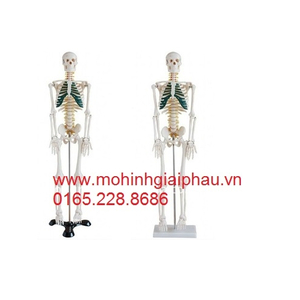 Mô hình bộ xương người có các dây thần kinh cột sống 85cm