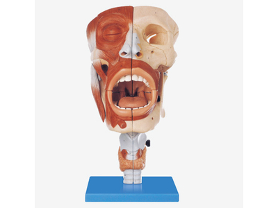 Mô hình khoang mũi, hầu họng và thanh quản