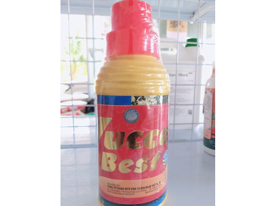 Yucca Best
