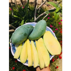 Xoài Thái Lan Vietgap