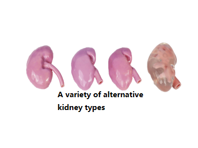 Mô hình đào tạo tích hợp cho phẫu thuật nội soi niệu quản
