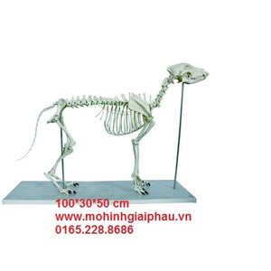 Mô hình xương chó