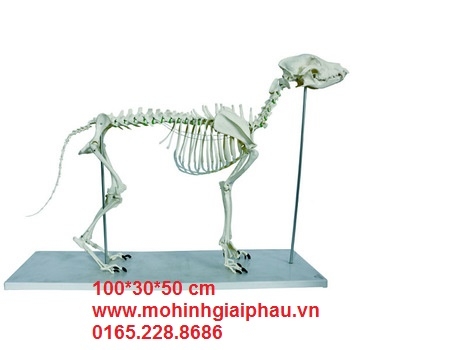 Mô hình xương chó