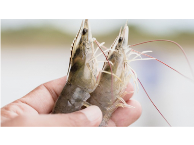 Axít hữu cơ hỗ trợ phòng nhiễm khuẩn