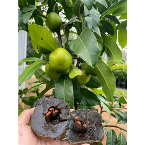 Bán Sỉ Trái Hồng đen Socola Indonesia Giá Rẻ – Nguồn Hàng Tươi Ngon, Số Lượng Lớn giá vườn
