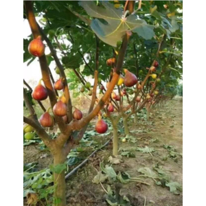 Bán sỉ trái sung mỹ canh tác hữu cơ giá tận vườn, tươi ngon, chất lượng.
