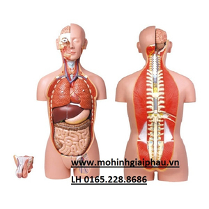 Mô hình giải phẫu bán thân dual sex 85cm