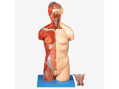 Mô hình cơ thể người bán thân với lưng mở (32 phần)