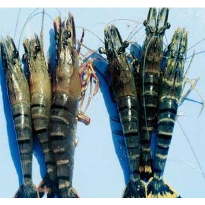 Bệnh đầu vàng tôm (Yellow head disease)