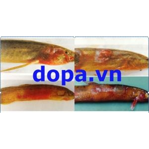 Bệnh Nhiễm Trùng Huyết Do Vi Khuẩn ở Cá Chạch