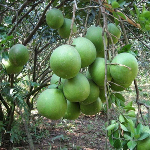 Bí quyết trồng bưởi da xanh thu tiền tỷ?