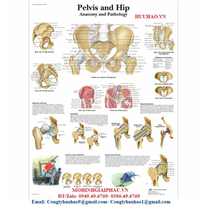 Biểu đồ giải phẫu xương chậu và hông - Giải phẫu và Bệnh lý