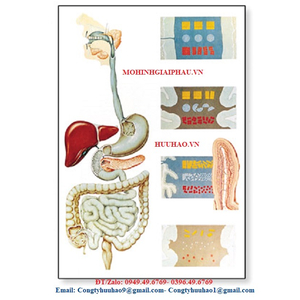 TRANH, BIỂU ĐỒ GIẢI PHẪU HỆ TIÊU HÓA CỠ TO