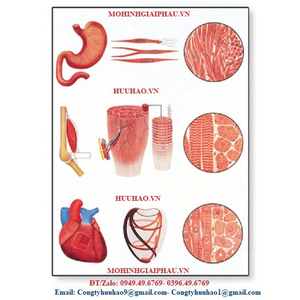 TRANH, BIỂU ĐỒ MÔ CƠ CỠ TO