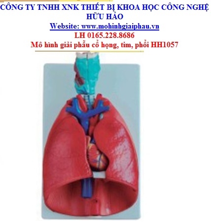 Mô hình giải phẫu hệ hô hấp