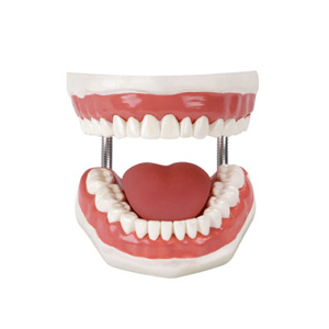 Bộ mô phỏng chăm sóc răng miệng