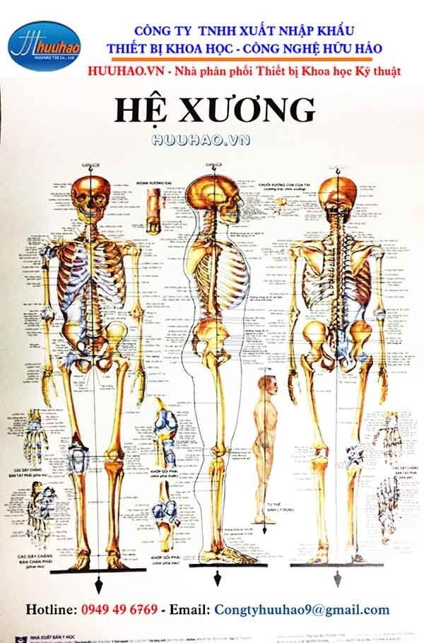 Bộ tranh giải phẫu hệ xương 13 tờ