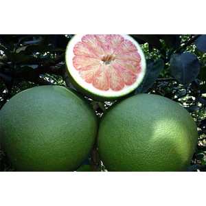 Bưởi da xanh bến tre