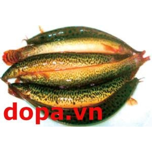 CÁ CHẠCH BÙN (Misgurnus anguillicaudatus Cantor)