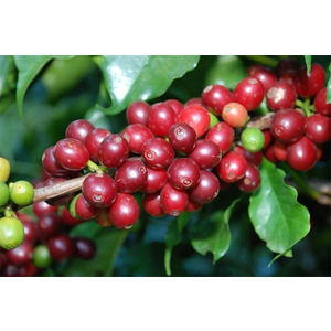 Cà Phê Arabica Là Gì? Bắt Nguồn Từ Đâu