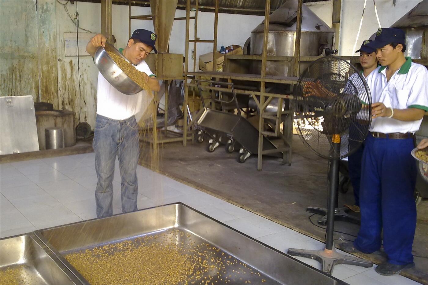 Cà phê chồn là cà phê gì Quy trình sản xuất cà phê chồn