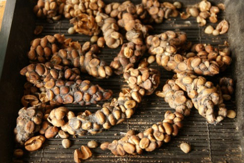 Địa chỉ bán cafe chồn tại hcm Cafe chồn giá bao nhiêu