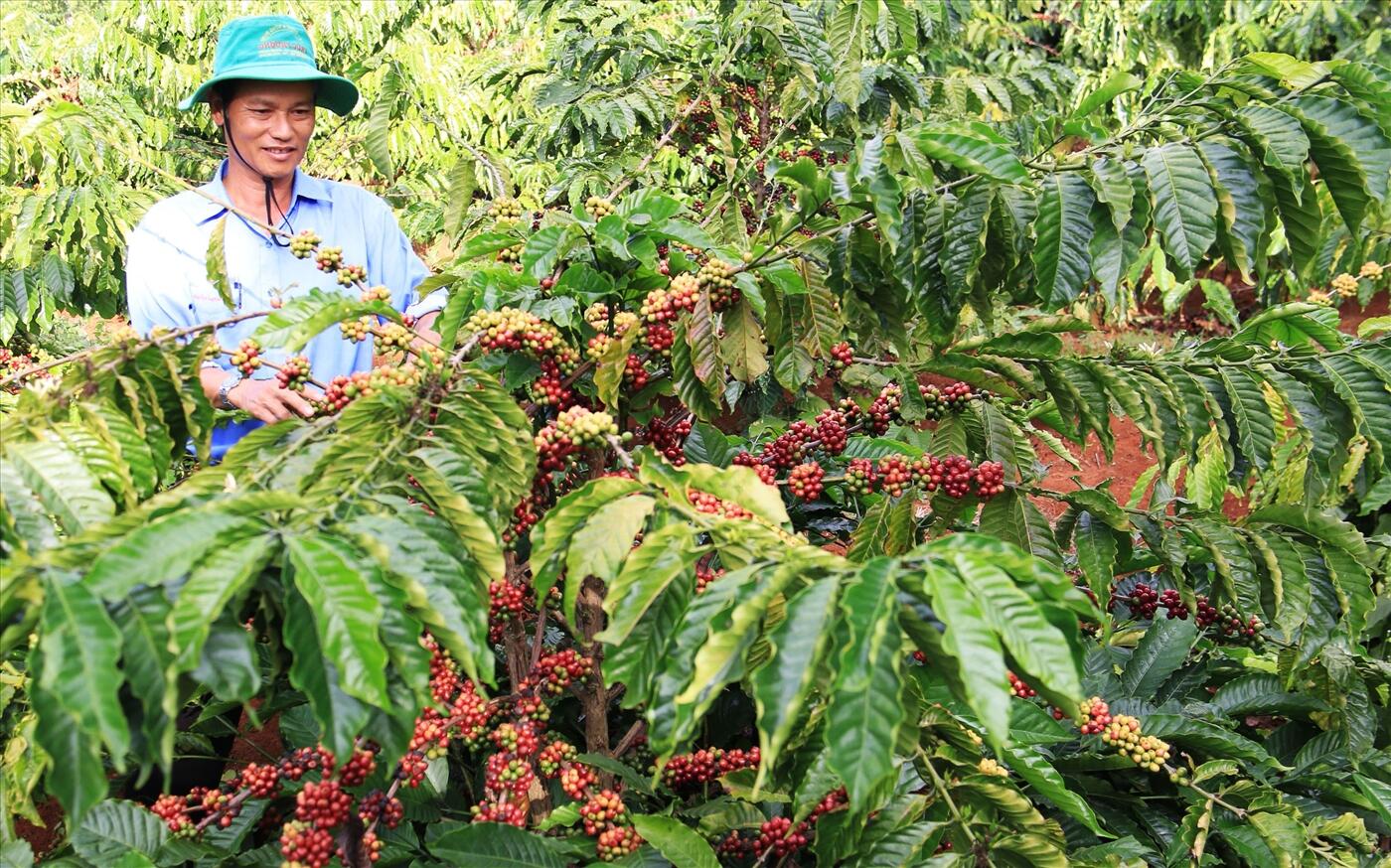 Địa chỉ bán cà phê chồn tại hồ chí minh Mua cà phê chồn tại hồ chí minh