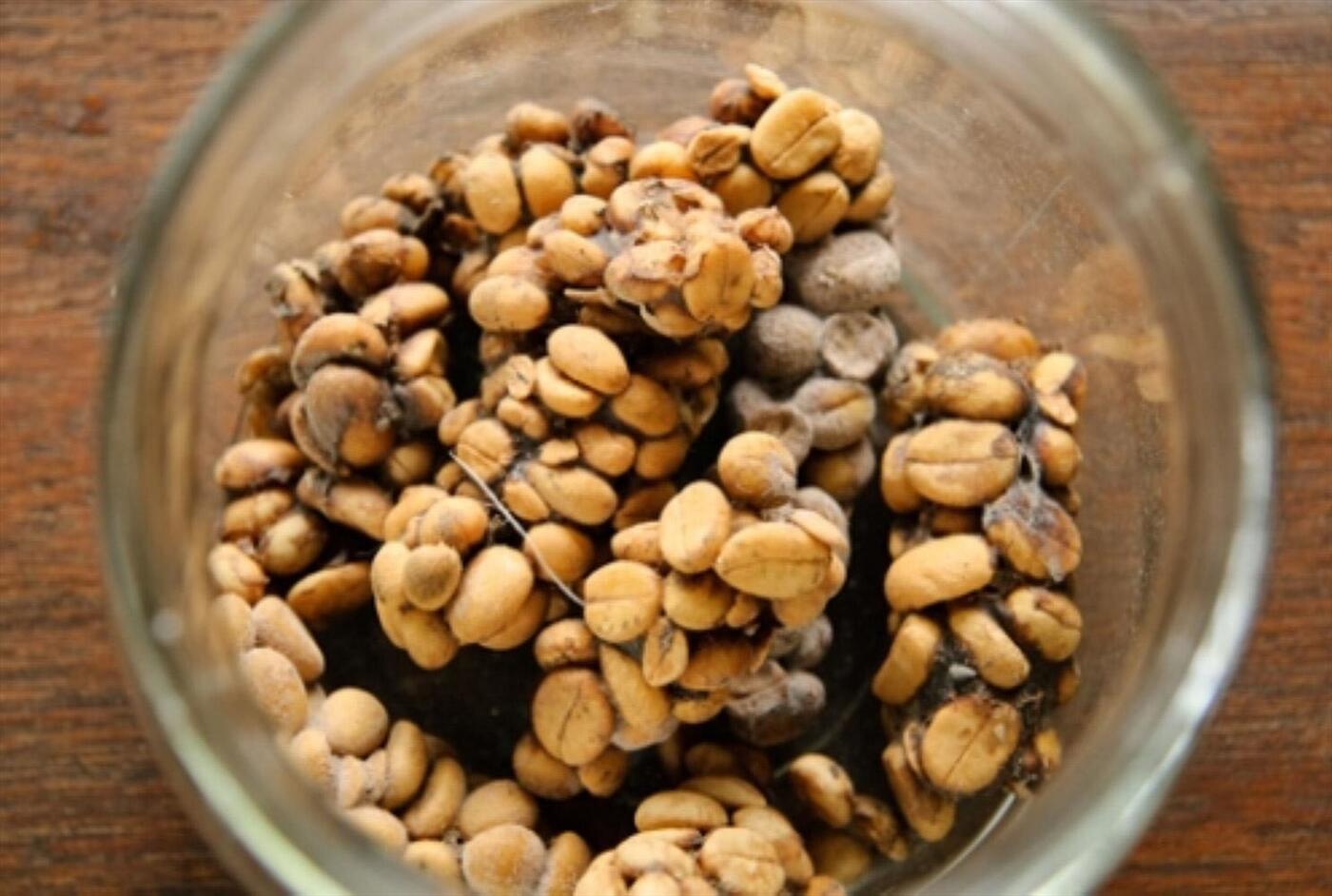 Giá cafe chồn Trung Nguyên Giá cafe chồn nguyên chất