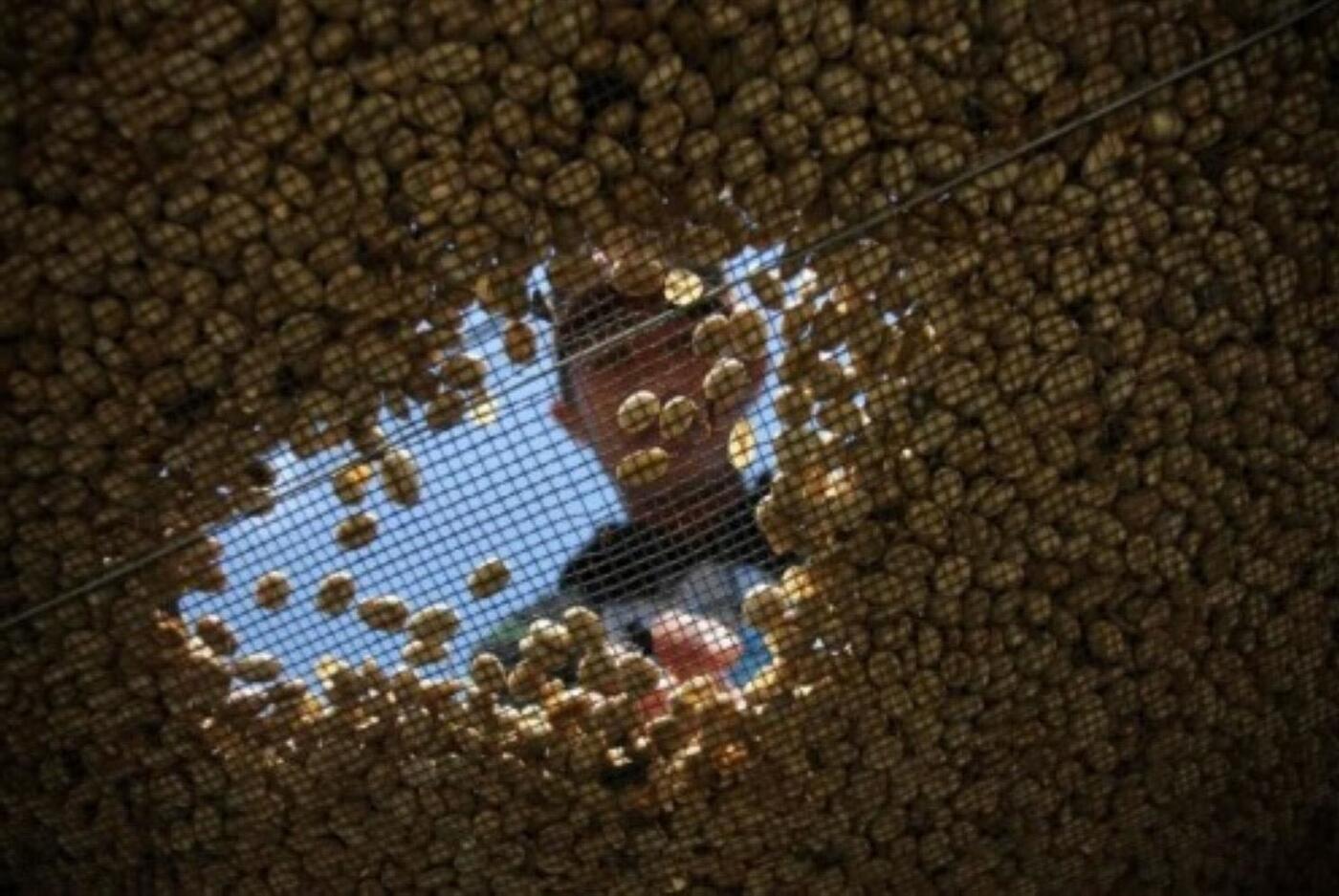 Cafe chồn Đà Lạt cà phê chồn đà lạt