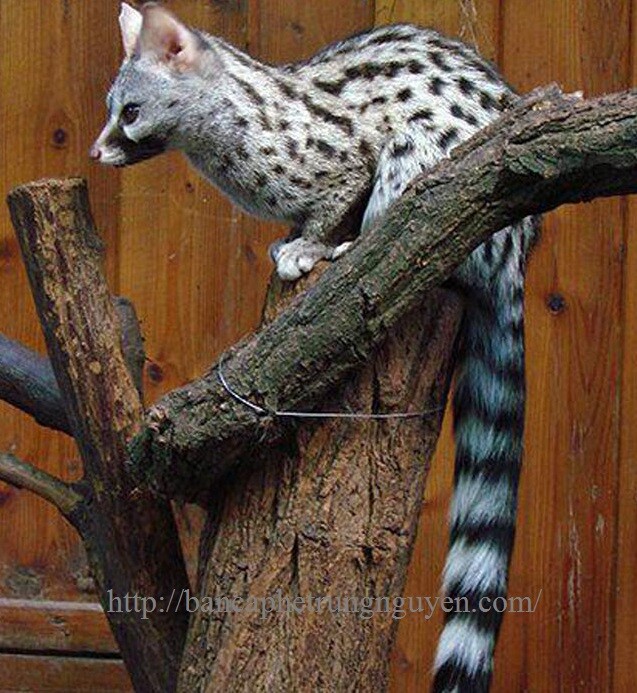 ca-phe-chon-dai-su-ca-phe-viet