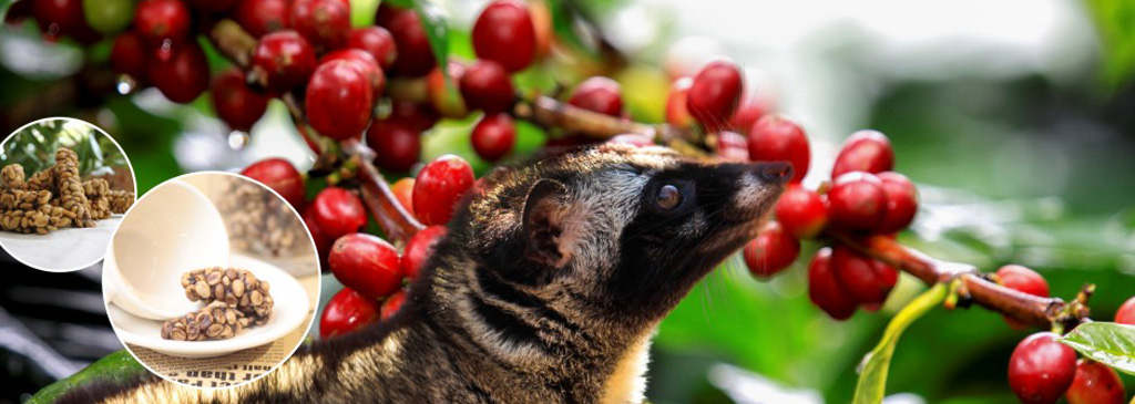 Cà phê chồn Đắk Lắk ca phe chon dak lak, dia chi ban ca phe chon daklak