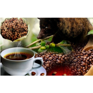 Cà Phê Chồn Được Sản Xuất Như Thế Nào? Hé Lộ Quy Trình Tự Nhiên Đặc Biệt