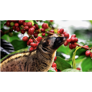 Cà Phê Chồn Làm Từ Gì? Khám Phá Quy Trình Sản Xuất Đắt Giá Nhất Thế Giới