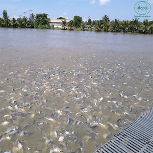 🔴CÁ TRONG AO NUÔI BỊ CHẬM LỚN LÀ VẤN ĐỀ HẾT SỨC NHỨC NHỐI ĐỐI VỚI BÀ CON NUÔI TRỒNG THỦY HẢI SẢN