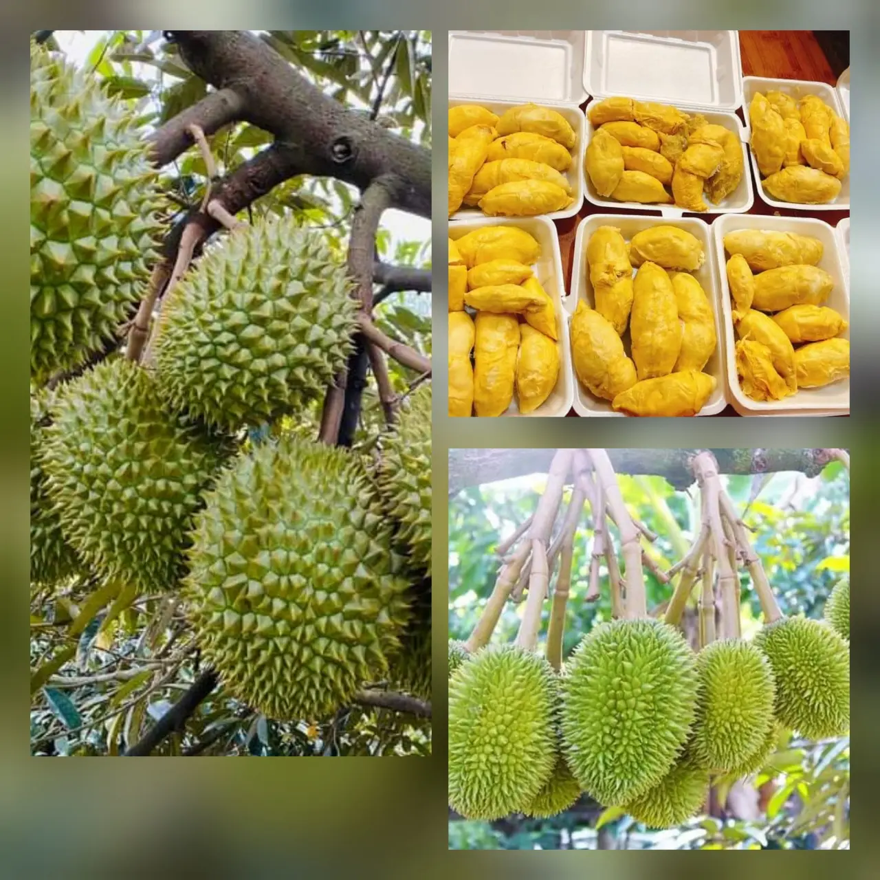CÁC CÁCH BẢO QUẢN SẦU RIÊNG THÔNG DỤNG