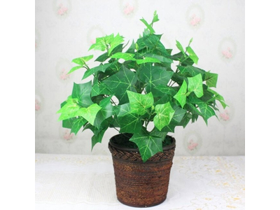 Các loại cây làm sạch không khí trong nhà,Văn phòng làm việc